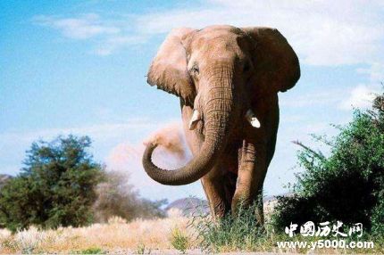世上最悲伤大象去世圈养43年终年47岁