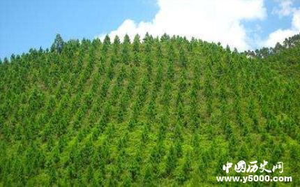 中国成人工造林最多国家人工造林有什么特点和原则？
