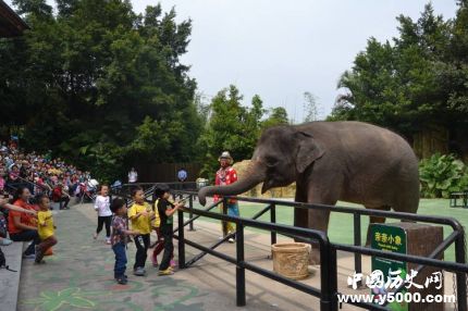 世上最悲伤大象去世圈养43年终年47岁